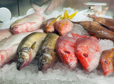 Fish on ice